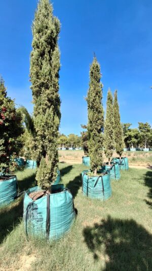 Cupressus Sempervirens Stricta 500lt Cupressus Sempervirens Stricta 500lt
