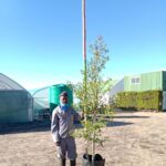 Syzygium Paniculatum 60lt (Eugenia)