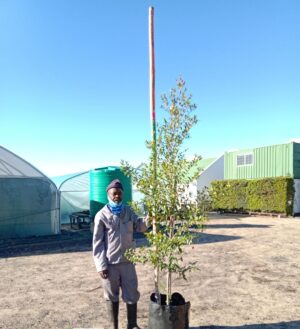 Syzygium Paniculatum 60lt (Eugenia)