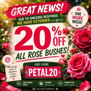 Rose sale now on for one week only! www.clicknplant.co.za nursery near me