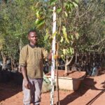 Flowering Cherry Tree 60lt