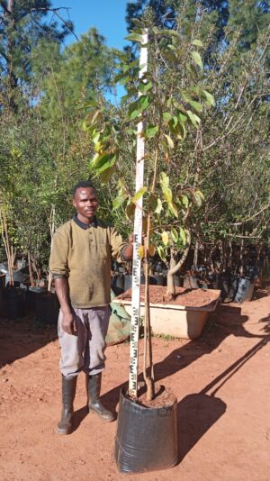 Flowering Cherry Tree 60lt