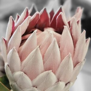 Mountain Blush Protea 17cm Pot Mountain Blush Protea 17cm Pot