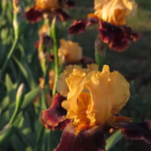 Bearded Iris Whipsky Bearded Iris Whipsky