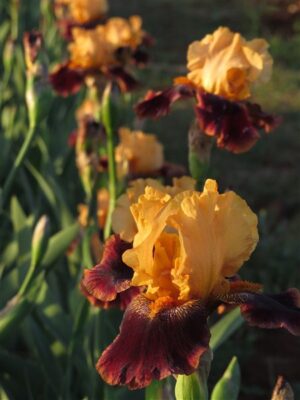 Bearded Iris Whipsky Bearded Iris Whipsky