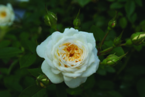 White Midinette Rose 5lt