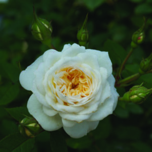 White Midinette Rose 5lt