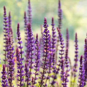 Salvia Nemorosa Caradonna