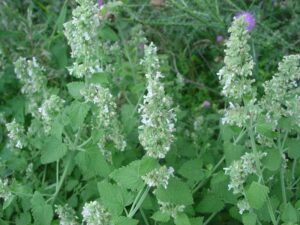 Nepeta Catnip 15cm Pot