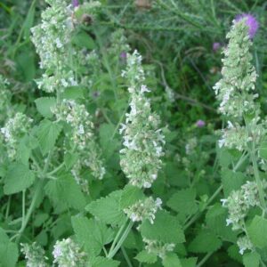Nepeta Catnip 15cm Pot