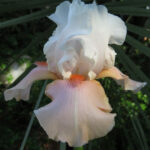Bearded Iris Sugar Magnolia
