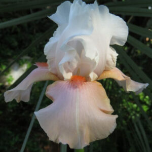 Bearded Iris Sugar Magnolia Bearded Iris Sugar Magnolia