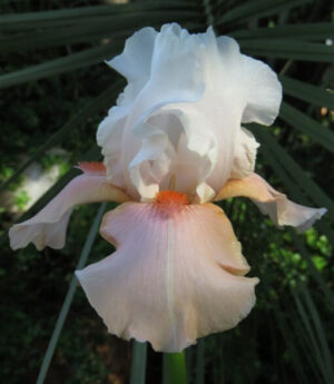 Bearded Iris Sugar Magnolia Bearded Iris Sugar Magnolia