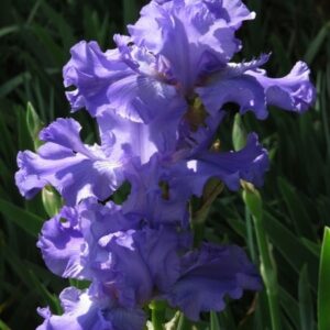 Bearded Iris Scented Bubbles Bearded Iris Scented Bubbles