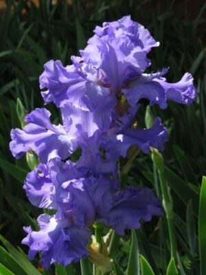 Bearded Iris Scented Bubbles Bearded Iris Scented Bubbles