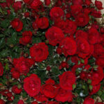 Little Red Hedge Rose 5lt
