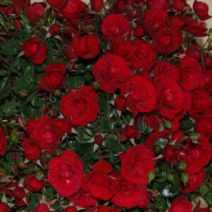 Little Red Hedge Rose 5lt