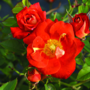 Miniture Roses