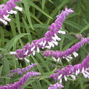 SALVIA LEUCANTHA (Purple and white)