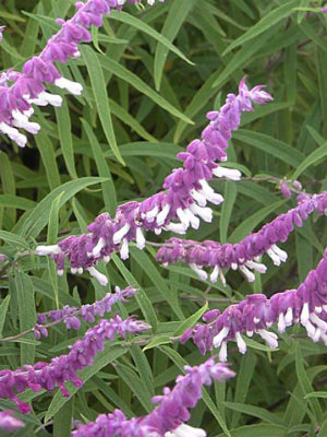 SALVIA LEUCANTHA (Purple and white)
