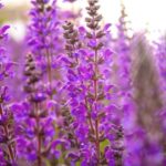 Salvia "Royal Distinction" (Pink) 15cm Pot