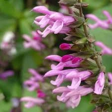 Salvia "Amistad Pink" 15cm Pot Common Name: Pink Amistad Salvia, Pink Friendship Sage