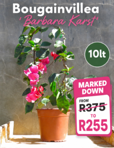 Bougainvillea ‘Barbara Karst’ 10lt