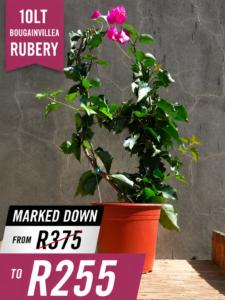 Bougainvillea Rubery 10lt
