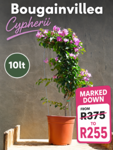 Bougainvillea Cypherii 10lt