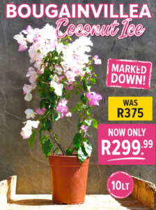 Bougainvillea Coconut Ice 10lt
