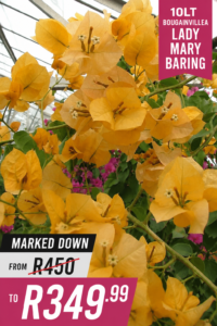 Bougainvillea Lady Mary Baring 10lt
