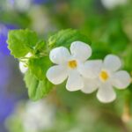 Bacopa 'Megacopa' 12cm Pot