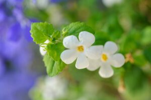 Bacopa 'Megacopa' 12cm Pot