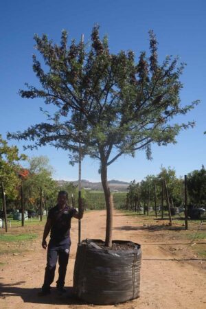 Acacia Karroo Tree 1000lt Common Name: Sweet Thorn