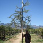 Acacia Karroo Tree 100lt Common Name: Sweet Thorn