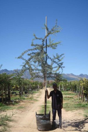 Acacia Karroo Tree 100lt Common Name: Sweet Thorn Acacia Karroo Tree 100lt Common Name: Sweet Thorn