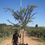 Acacia Karroo Tree 400lt Common Name: Sweet Thorn