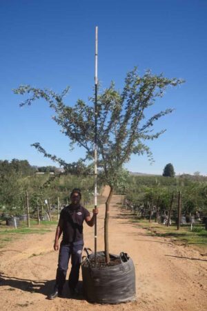 Acacia Karroo Tree 400lt Common Name: Sweet Thorn Acacia Karroo Tree 400lt Common Name: Sweet Thorn