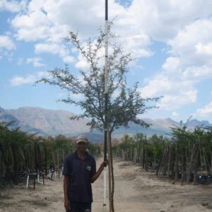 Acacia Karroo Tree 40lt Common Name: Sweet Thorn Acacia Karroo Tree 40lt Common Name: Sweet Thorn