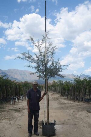 Acacia Karroo Tree 40lt Common Name: Sweet Thorn Acacia Karroo Tree 40lt Common Name: Sweet Thorn