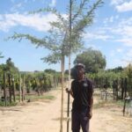 Acacia Sieberiana 40lt Common Name: Paperbark Tree