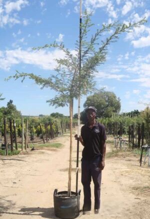 Acacia Sieberiana 40lt Common Name: Paperbark Tree