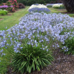 Agapanthus Seastorm Blue PBR 15cm Pot