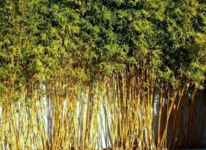 Bambusa multiplex “Golden Goddess” 20lt