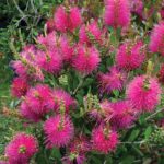Callistemon Hot Pink 60lt Common Names: Bottlebrush, Hot Pink Bottlebrush