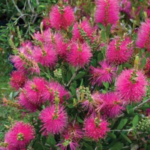 Callistemon hot pink Callistemon Hot Pink 60lt Common Names: Bottlebrush, Hot Pink Bottlebrush