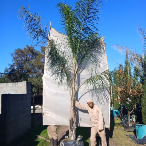 Syagrus Romanzoffiana 125lt Common Name: Queen Palm, Cocos Palm