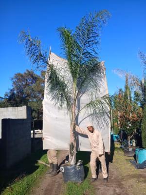 Syagrus Romanzoffiana 125lt Common Name: Queen Palm, Cocos Palm