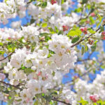 Crabapple Tree 100lt Crabapple Tree 100lt