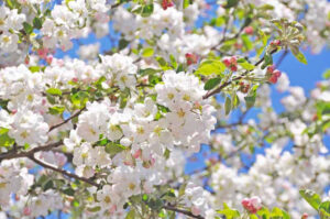 Crabapple Tree 100lt Crabapple Tree 100lt
